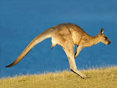 Male kangaroo hopping with penis visible