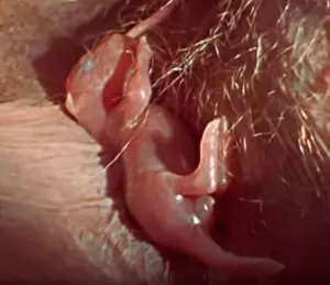 Kangaroo baby joey sucking on mothers nipple