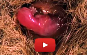 Kangaroo birth video