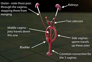 Kangaroo internal reproductive organs diagram