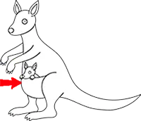 drawning of kangaroo with baby joey in pouch