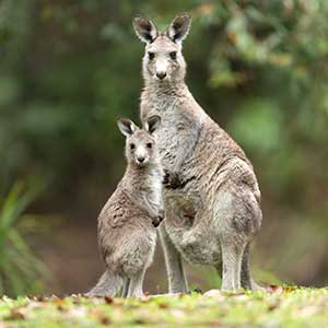 eastern grey kangaroo mother and joey
