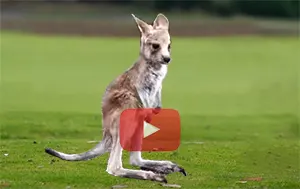 Baby Kangaroo's first hop
