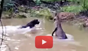 Kangaroo defends itself against a dog