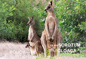 kangaroo-family