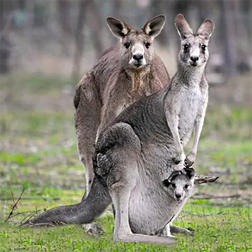 Marsupial Kangaroo with baby in pouch