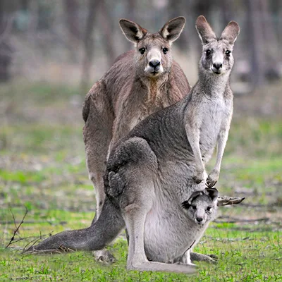 Marsupial Kangaroo with baby in pouch