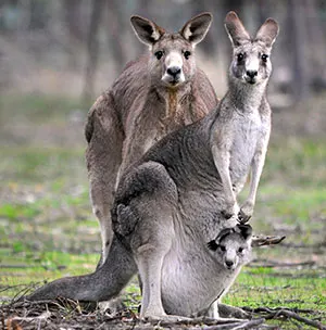Kangaroo family father, mother and joey in pouch