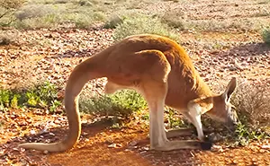 Kangaroos feeding in Australian desert