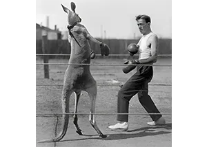 kangaroo boxing man video