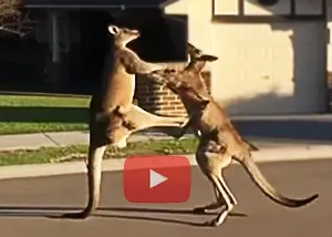Two kangaroos fighting