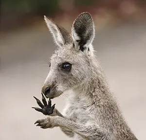 Kangaroo licking its parms and paws to keep cool