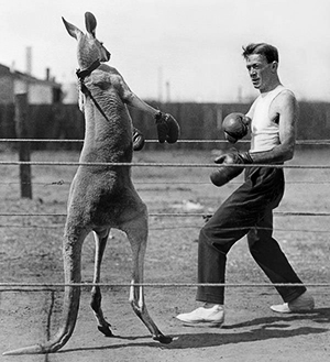 kangaroo boxing with a man