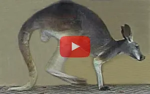 How Kangaroo Walks on Five Legs Video