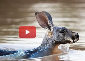 Kangaroo swimming