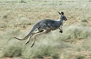 Grey Kangaroo hopping through the Australian Outback