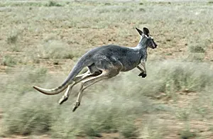 Kangaroos Learn About Australia s Iconic Marsupials With Videos 