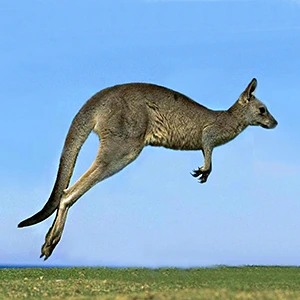 Learn how a kangaroo hops