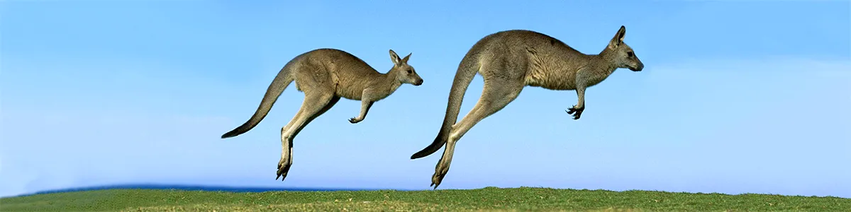 two kangaroos hopping