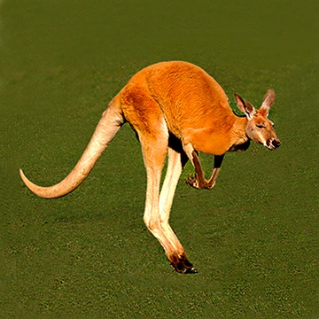 Kangaroo name