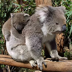 koala mother and baby