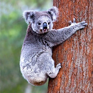 Koala climbing a tree