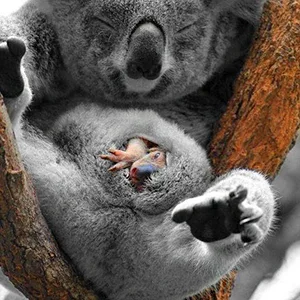 Baby joey koala in mother's pouch