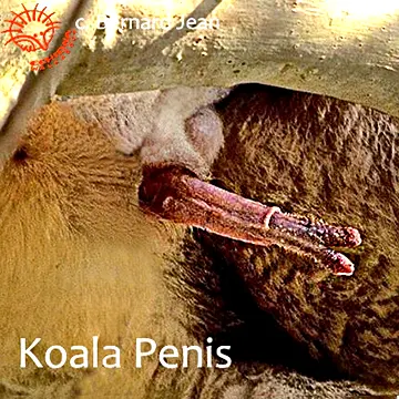 Male koala's two penises