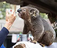 Sick koala being given medicine