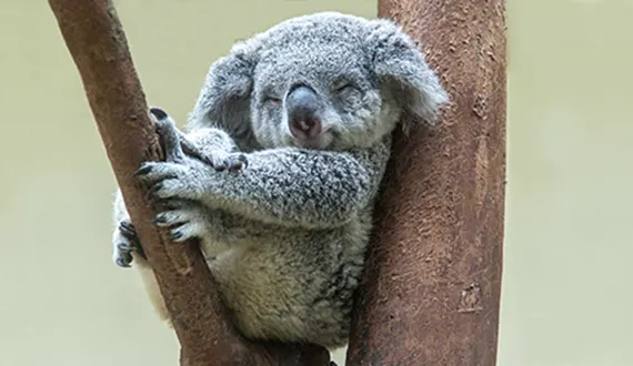 Koala Facts: Habitat, Behavior, Diet