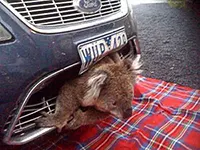 Koala stuck to front of car after an accident