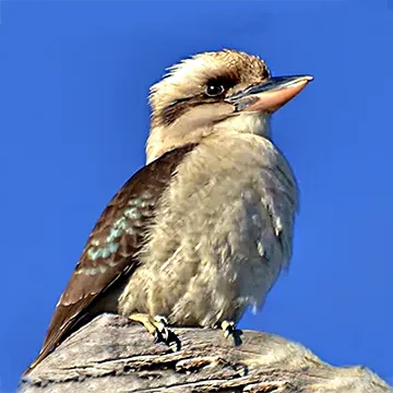 Kookaburra sitting on brance