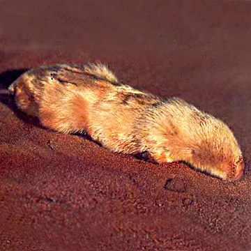 Marsupial Mole walking above ground