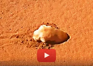 Marsupial Mole digging video