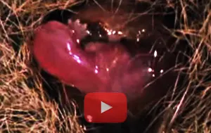 Marsupial birth video