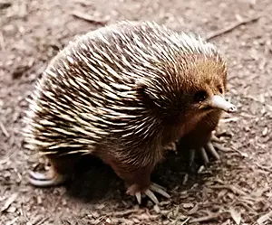 Echidna looking up