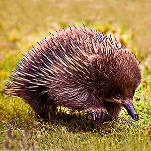 echidna walking in the grass