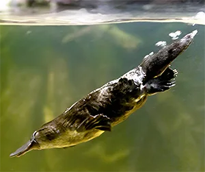Platypus swimming underwater