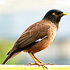 myna bird in Australia