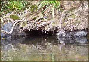 Platypus burrow on on waterline on riverbank