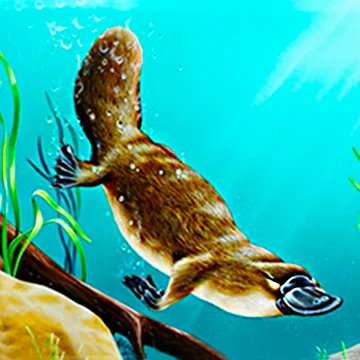 platypus swimming underwater