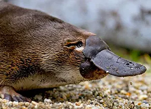platypus eating