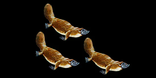 Platypuses swimming together