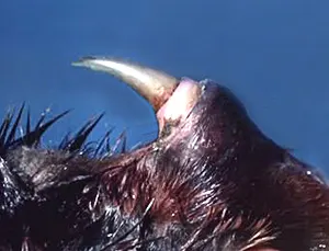 Venomous spurs on a male platypus