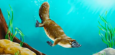 platypus swimming underwater