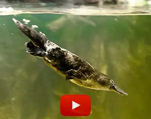 Platypus swimming underwater video