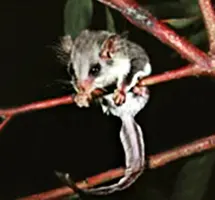 Pygmy Possum