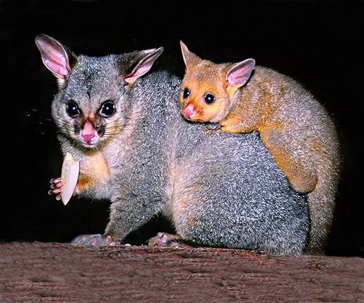 possum with baby