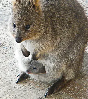 Female quokka with baby in her pouch