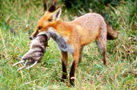 a red fox with a captured prey